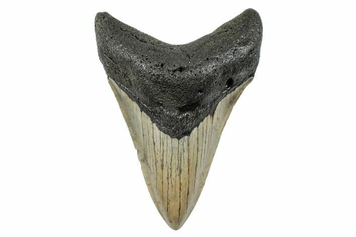 Fossil Megalodon Tooth - North Carolina #273930